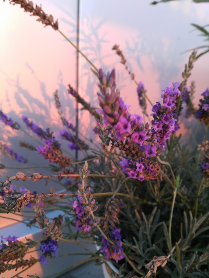 Lavendel-Kissen – der Duft des Sommers